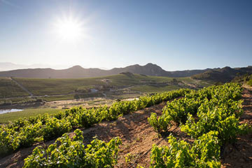 Swartland Winery, South-Africa